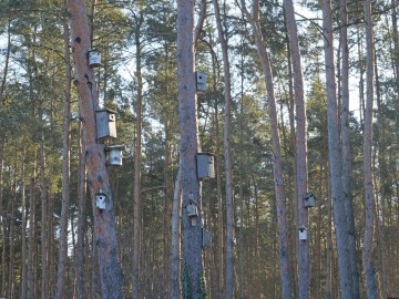 Skrzynki lęgowe – czy mogą zastąpić naturalne dziuple?, 